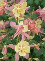 Pink Yellow Aquilegia Flower Seeds – Heirloom, Non-GMO, High Germination Organic Garden Seeds for Planting Seeds for Planting