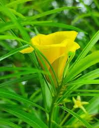 Yellow Oenothera Odorata Flower Seeds – Heirloom, Non-GMO, High Germination Organic Seeds
