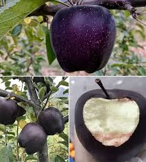 Apple Seeds Black Heirloom Non-GMO High Germination Organic Garden Seeds for Planting