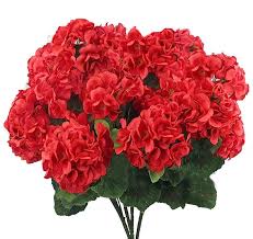 Red White Geranium Flower Seeds for Planting – Heirloom Non-GMO High Germination Organic Garden Seeds