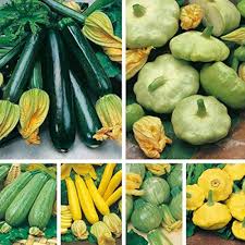 Mixed Squash Seeds – Heirloom, Non-GMO, High Germination Organic Garden Seeds Planting
