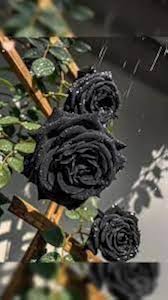 Black Climbing Rose Flower Seeds for Planting – Heirloom Non-GMO High Germination Organic Garden Seeds