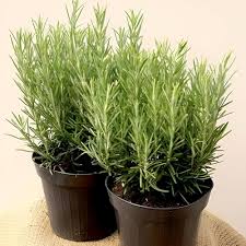 Rosemary Plant Seeds for Planting – Heirloom, Non-GMO, High Germination Organic Garden Seeds