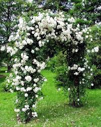 Climbing Rose Flower Seeds White Heirloom Non-GMO High Germination Organic Garden Seeds for Planting