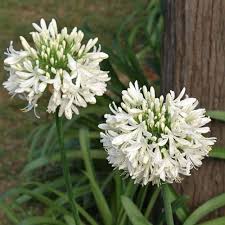 White Oasis Agapanthus Flower Seeds – Heirloom, Non-GMO, High Germination Organic Garden Seeds for Planting