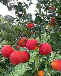 Blood Orange Fruit Seeds for Planting – Fast-Growing Vitamin C Rich Juicy Trees, Heirloom &amp; Non-GMO Seeds Seeds for Planting Organic Garden Seeds High Germination