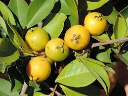 Yellow Psidium Cattleianum Seeds Heirloom Non-GMO High Germination Organic Garden Seeds for Planting