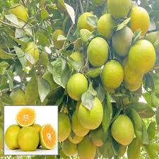 Sweet Lime Fruit Seeds for Planting – Yellow Variety Heirloom Non-GMO High Germination Organic Garden Seeds