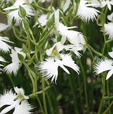 White Pecteilis Flower Seeds for Planting – Heirloom, Non-GMO, High Germination
