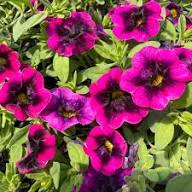 Pink Black Calibrachoa Flower Seeds Heirloom Non-GMO High Germination Organic Garden Seeds for Planting