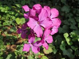 Pink Lunaria Flower Seeds Heirloom Non-GMO High Germination Organic Garden Seeds for Planting