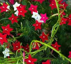 Star Creeper Flower Seeds – Heirloom, Non-GMO, High Germination Organic Garden Seeds