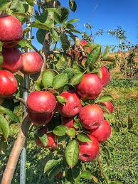 Apfelsamen und wachsende rote Erbstück-Nicht-GVO-Gartensamen mit hoher Keimrate für die Anpflanzung