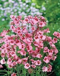 Pink Diascia Flowers Seeds for Planting – Heirloom Non-GMO High Germination Organic Garden Seeds