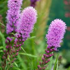 Pink Liatris Spicata Flower Seeds for Planting – Heirloom Non-GMO High Germination Organic Garden Seeds