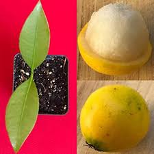 Lemon Drop Melon Fruit Seeds for Planting – Heirloom Non-GMO High Germination Organic Garden Seeds for Sweet Tangy Melons