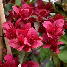 Maroon Bougainvillea Flower Seeds for Planting – Heirloom, Non-GMO, Organic Garden Seeds, High Germination