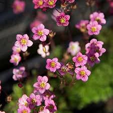 Pink Saxifraga Flower Seeds Heirloom Non-GMO High Germination Organic Garden Seeds for Planting