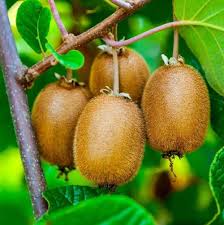 Multi-Colour Kiwi Fruit Seeds for Planting – Unique Colorful Flesh, Juicy Flavor, Heirloom Non-GMO High Germination Organic Garden Seeds