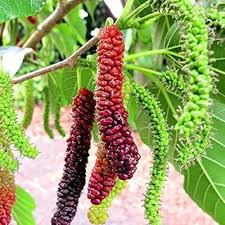 Long Mulberry Fruit Seeds for Planting Heirloom Non-GMO High Germination Organic Garden Seeds