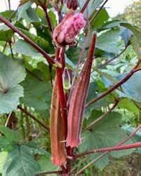 Red Okra Seeds – Heirloom Non-GMO High Germination Organic Garden Seeds