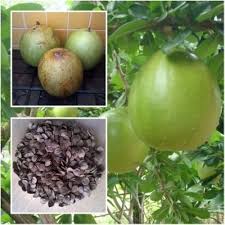 Crescentia Seeds Green Heirloom Non-GMO High Germination Organic Garden Seeds for Planting