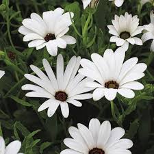 Semillas de flores de Dimorphotheca blancas – Cimarrón, sin OMG, semillas de alta germinación