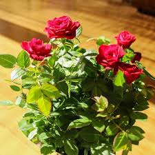 Red Rose Plant Seeds for Planting – Heirloom Non-GMO High Germination Organic Garden Seeds