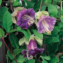 Purple Climbing Cathedral Bells Flower Seeds for Planting – Heirloom Non-GMO High Germination Organic Garden Seeds Seeds for Planting