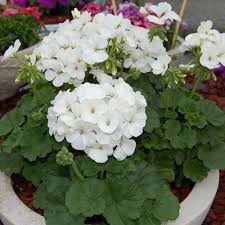 White Pelargonium Flowers Seeds – Heirloom, Non-GMO, High Germination Organic Garden Seeds for Planting