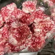 Red White Carnation Flower Seeds for Planting – Heirloom Non-GMO High Germination Organic Garden Seeds