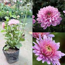 Chrysanthemum Flower Seeds Pink Perennial – Heirloom, Non-GMO, High Germination Organic Garden Seeds for Planting Seeds for Planting