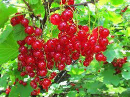 Semillas de grosella roja, herencia, sin OMG, alta germinación, semillas orgánicas para plantar en el jardín