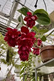 Semillas de flores de Medinilla roja – Hereditarias, no transgénicas, de alta germinación, orgánicas, para plantar en el jardín