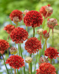 Red Armeria Pseudarmeria Flower Seeds Heirloom Non-GMO High Germination Organic Garden Seeds for Planting