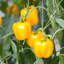 Mixed Gypsy Pepper Seeds – Heirloom, Non-GMO, High Germination Organic Garden Seeds Planting