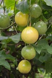 Green Granadilla Seeds for Planting – Heirloom Non-GMO High Germination Organic Garden Seeds