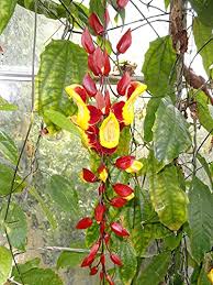 Red Thunbergia Mysorensis Flower Seeds Heirloom Non-GMO High Germination Organic Garden Seeds for Planting Exotic Cascading Blooms