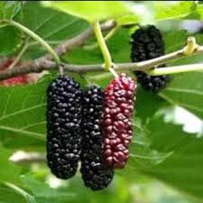 Black Red Mulberry Fruit Seeds for Planting – Heirloom Non-GMO High Germination Organic Garden Seeds