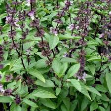 Semillas de Albahaca Mixta Herencia No OGM Alta Germinación Semillas de Jardín Orgánicas para Sembrar