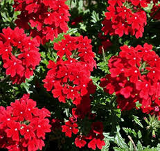 Verbena Flower Seeds Red Heirloom Non-GMO High Germination Organic Garden Seeds for Planting
