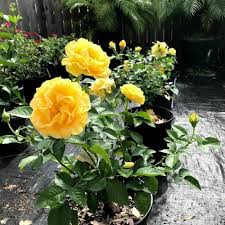 Yellow Rosa Rugosa Flower Seeds for Planting – Heirloom, Non-GMO, High Germination Organic Garden Seeds