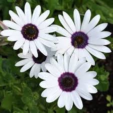 White Dimorphotheca Aurantiaca Flower Seeds Heirloom Non-GMO High Germination Seeds for Planting