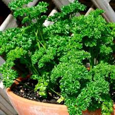 Perennial Parsley Plant Seeds Heirloom Non-GMO High Germination Organic Garden Seeds