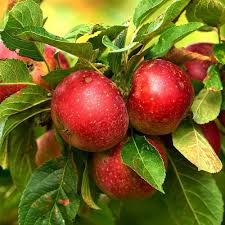 Cherry Plum Fruit Seeds for Planting – Heirloom Non-GMO High Germination Organic Garden Seeds for Sweet Juicy Fruits