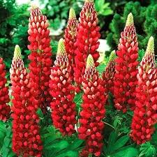 Red Lupinus Flower Seeds – Heirloom, Non-GMO, High Germination Organic Garden Seeds for Planting