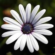 White Dimorphotheca Flower Seeds Heirloom Non-GMO High Germination Seeds for Planting