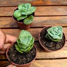 Rose Succulent Plant Seeds Green for Planting – Heirloom, Non-GMO, High Germination Organic Garden Seeds
