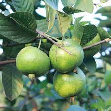 Thai White Guava Fruit Seeds for Planting Heirloom Non-GMO High Germination Organic Garden Seeds
