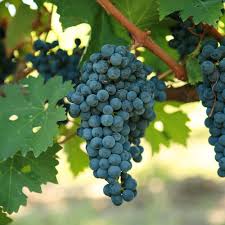 Cabernet Sauvignon Grape Bush Plant Seeds for Planting – Heirloom Non-GMO High Germination Organic Garden Seeds for Wine Grapes